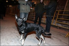 16 peess 220x147 2012.01.31. Москва. Триумфальная площадь